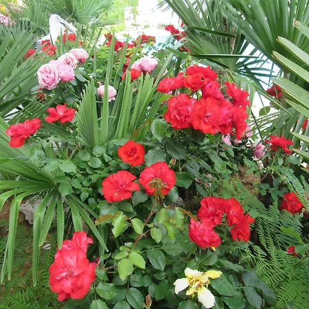Palme 1 * Opatija